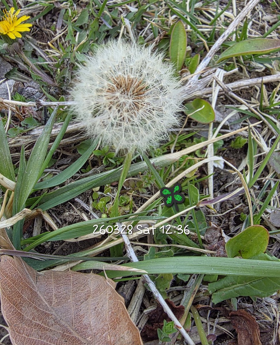 DALBLUE _ tweet media