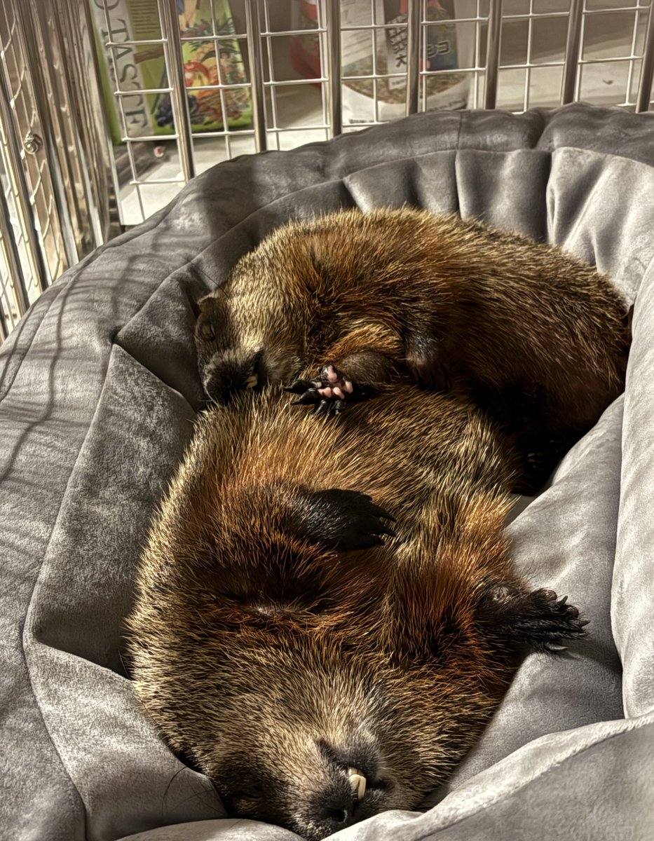 lien（リアン） 4月11日BS‼️ tweet media