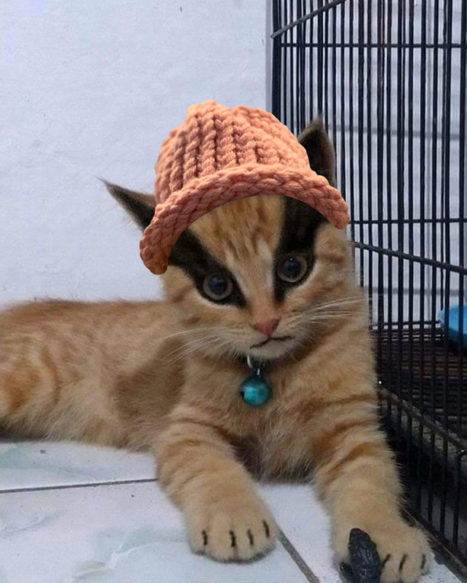 $CWIF cats tweet media