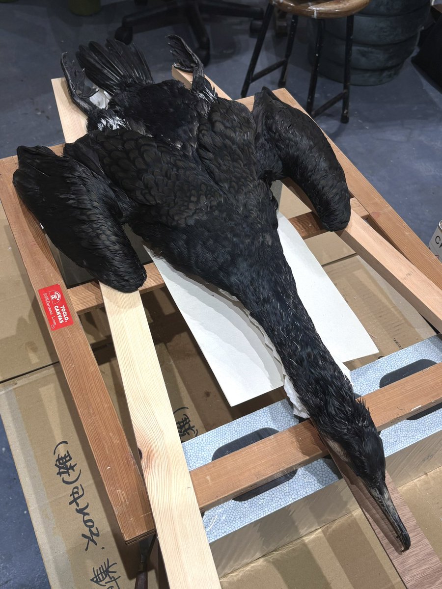 久木田大地 tweet media