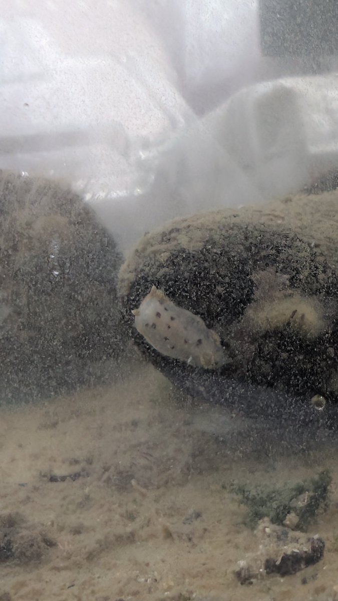 @海藻好きのダイバー tweet media