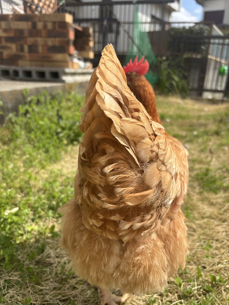 🐓ひよときよ🦃Hiyo & Kiyo🎠 tweet media