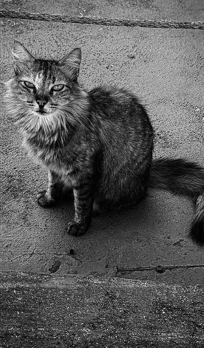 Acervo Ali tweet media