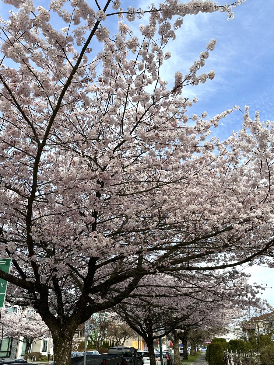 raygaurca's tweet photo. Beautiful country  🌸😍 https://t.co/SQPvFz4tCU