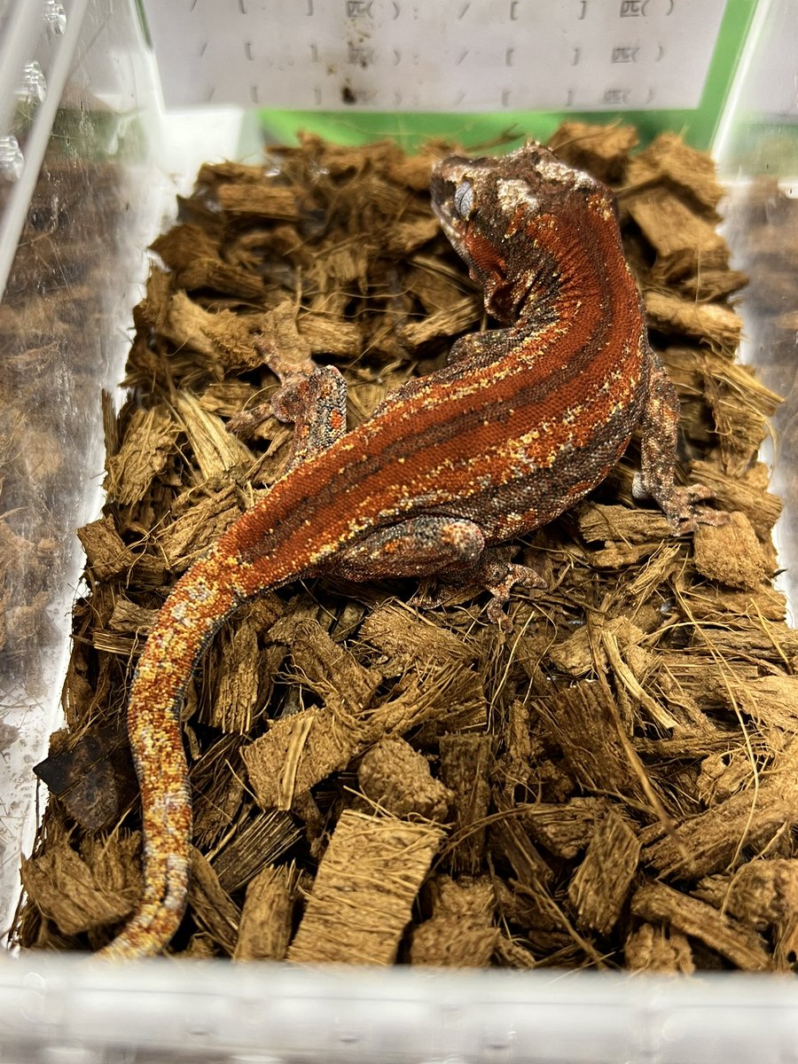 メガネ🦋/Satisfactory tweet media