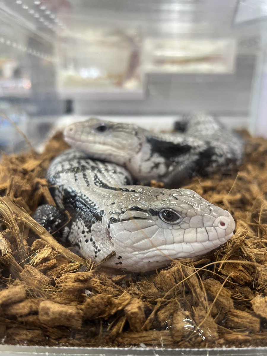 メガネ🦋/Satisfactory tweet media