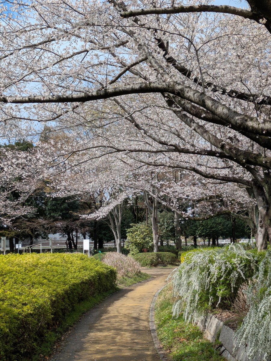 総合公園の現在の様子です。
ソメイヨシノとユキヤナギがいい感じです。