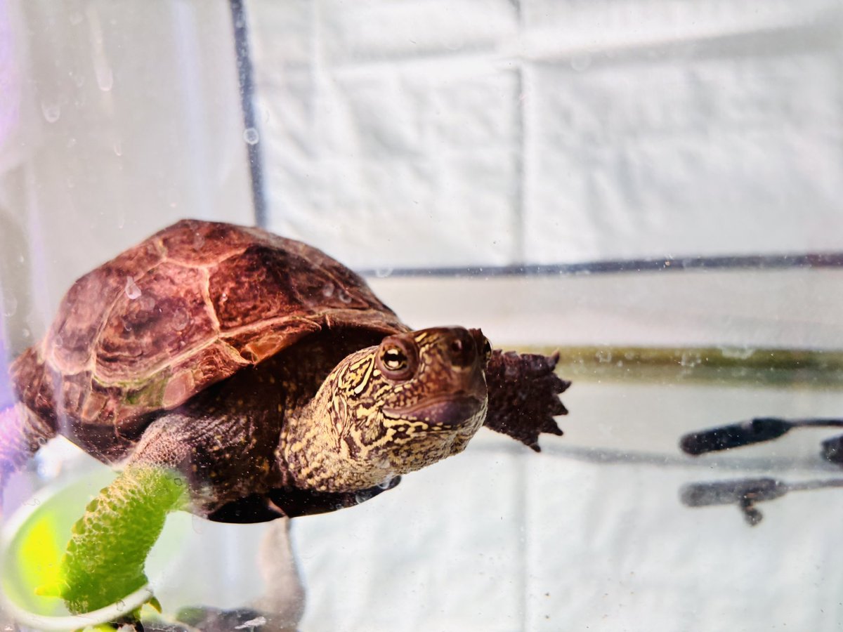 JS2LSB🐢 tweet media