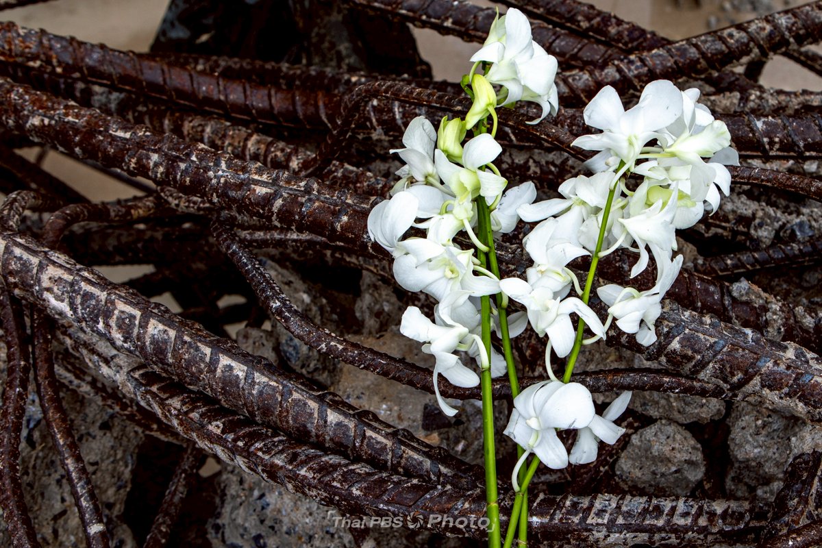 Thai PBS tweet media