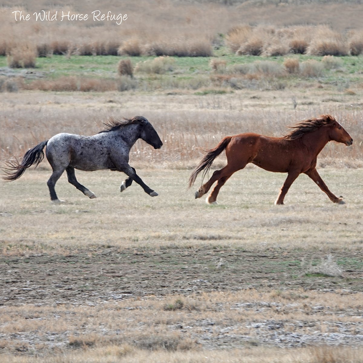 The Wild Animal Sanctuary tweet media