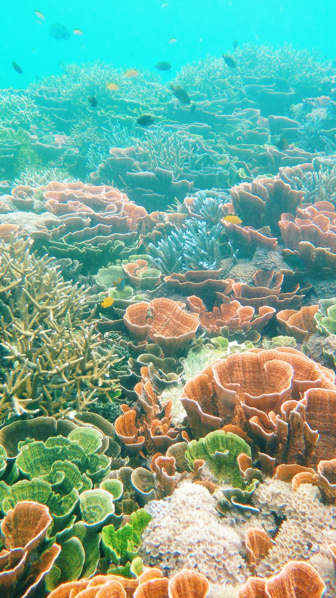 heninurh's tweet photo. Karimun Jawa bagian coral adopt di Pulau Sambangan 😍 https://t.co/5XGeFzZfhC