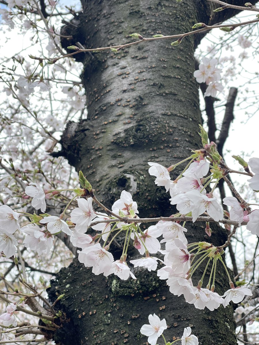 ほっとココア tweet media