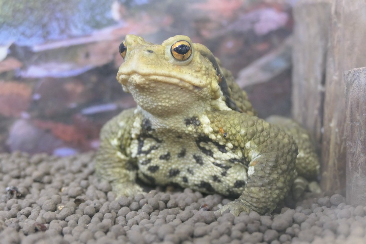 上野動物園［公式］ tweet media