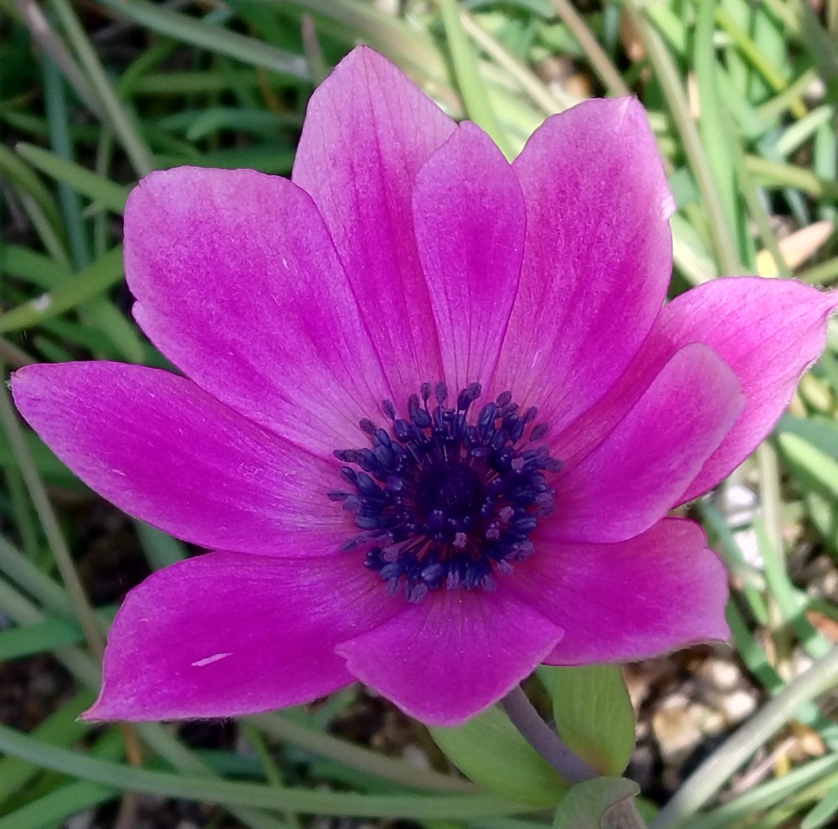 アネモネさん おはよう🌼🎵

#花
#ガーデニング
#アネモネ
#花のある暮らし