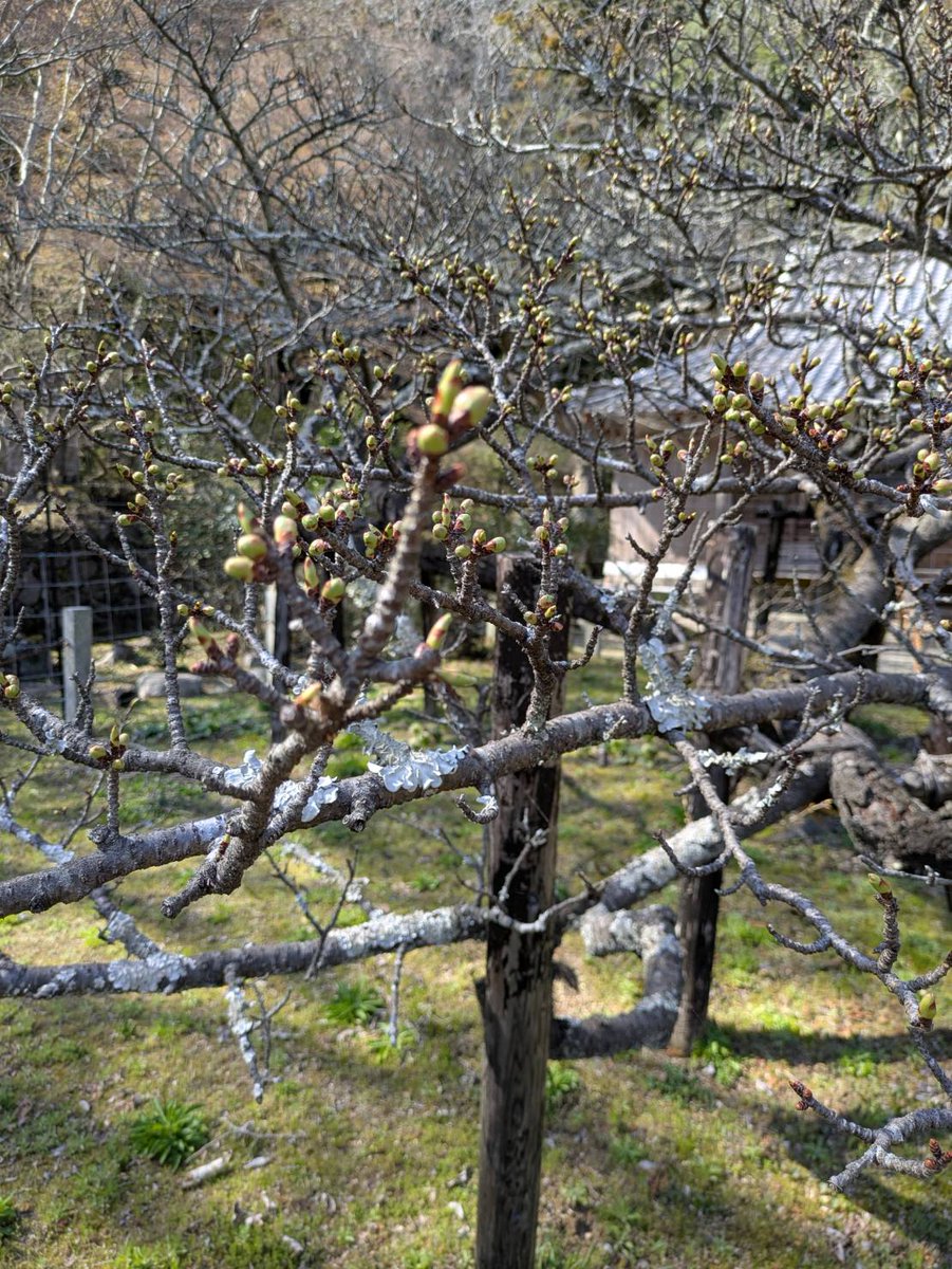 龍王さくらちゃん【公式】 tweet media