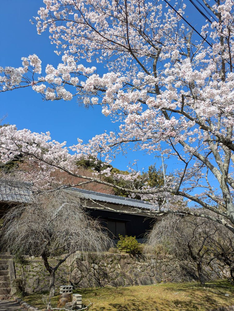 龍王さくらちゃん【公式】 tweet media