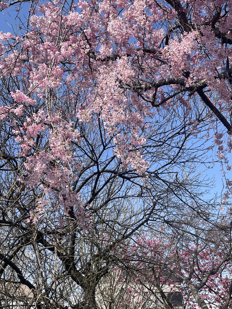 Fureasteen tweet media