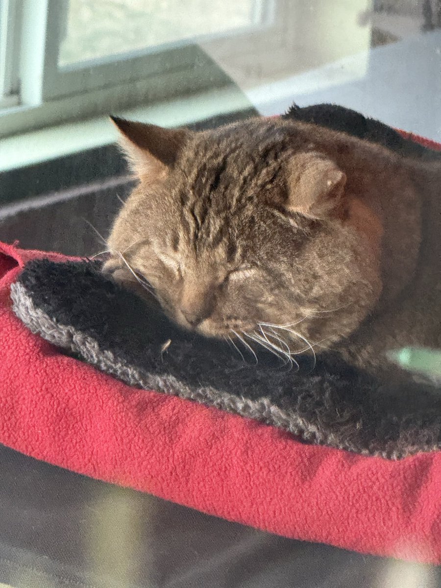 Alaina Catssadine's Cursed Cat Café tweet media