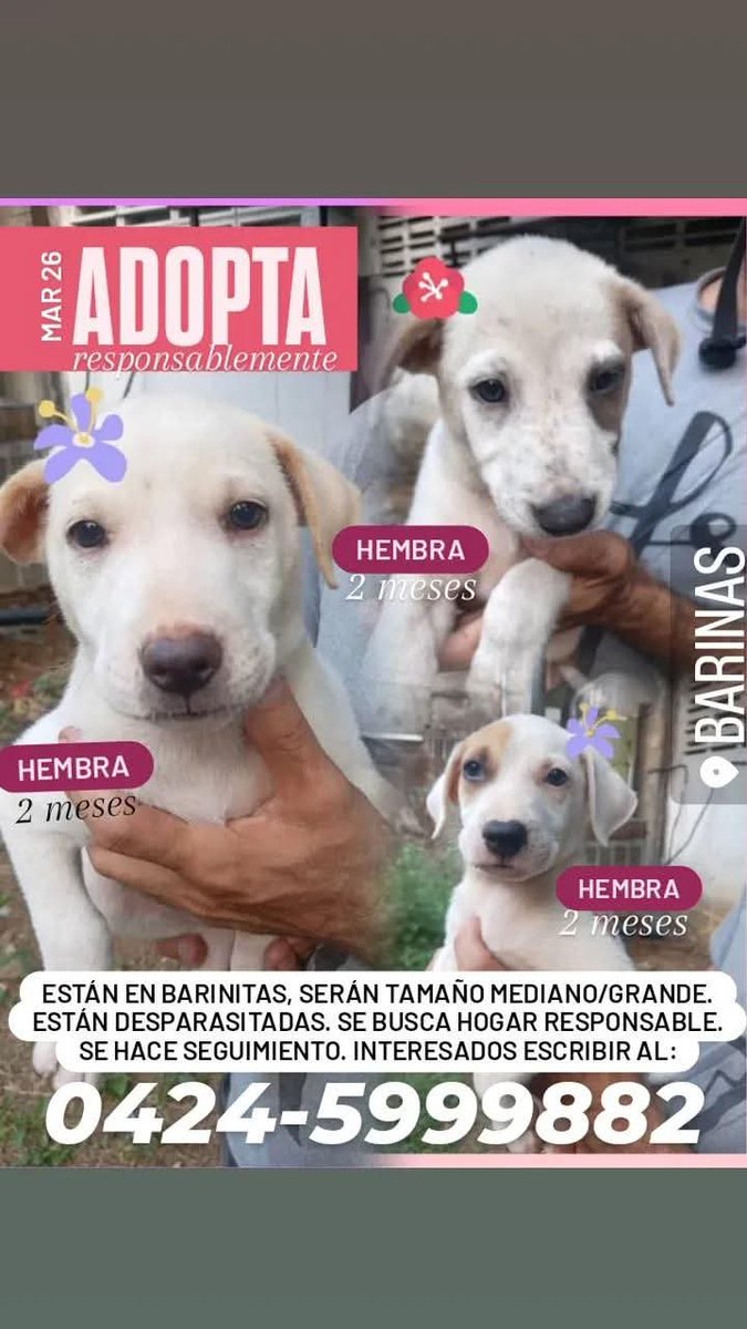 PerroUsuario Wof '•' tweet media