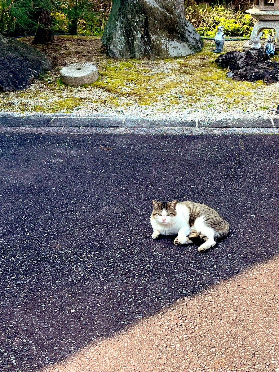 もちゃ丸 tweet media