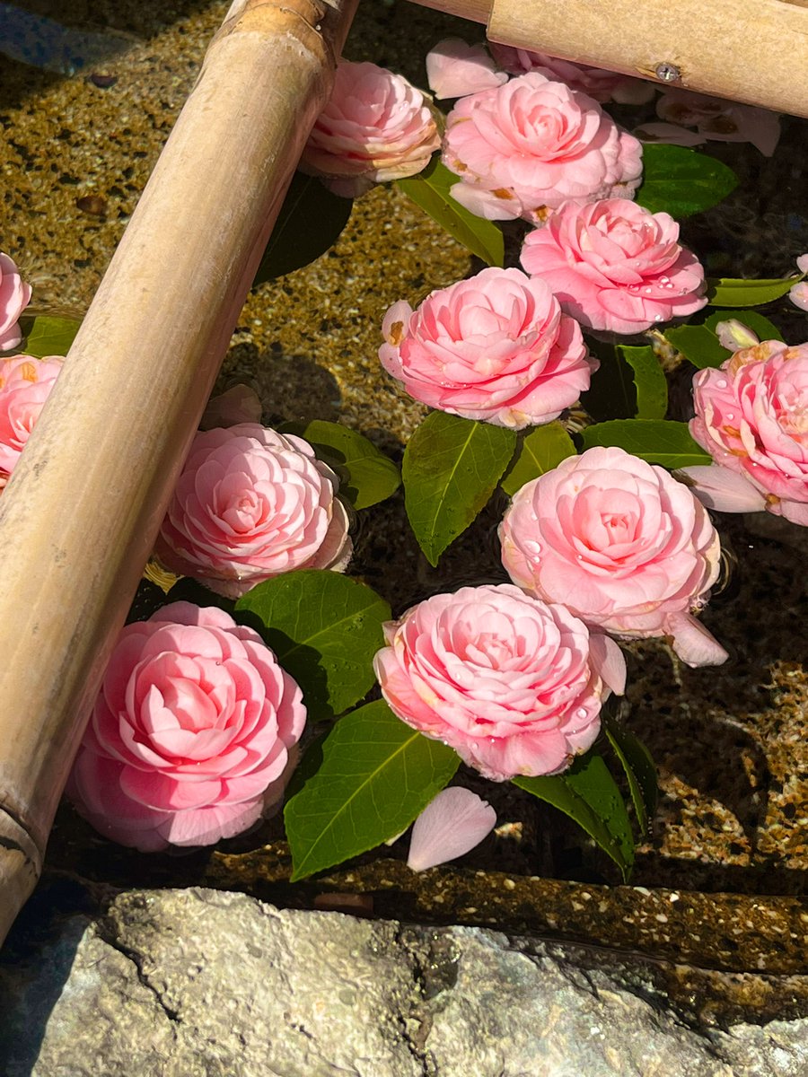 もちゃ丸 tweet media