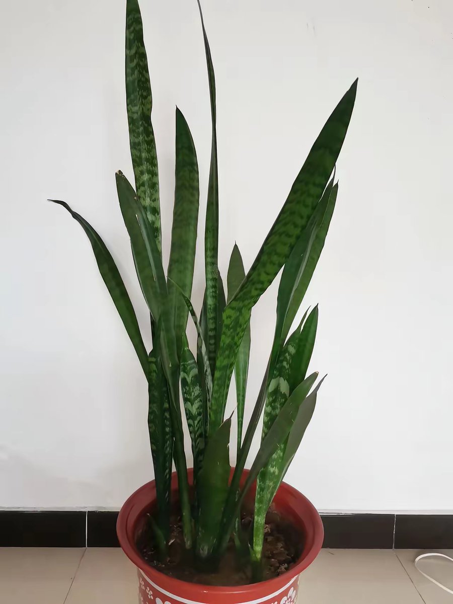 Coco Boom tweet media