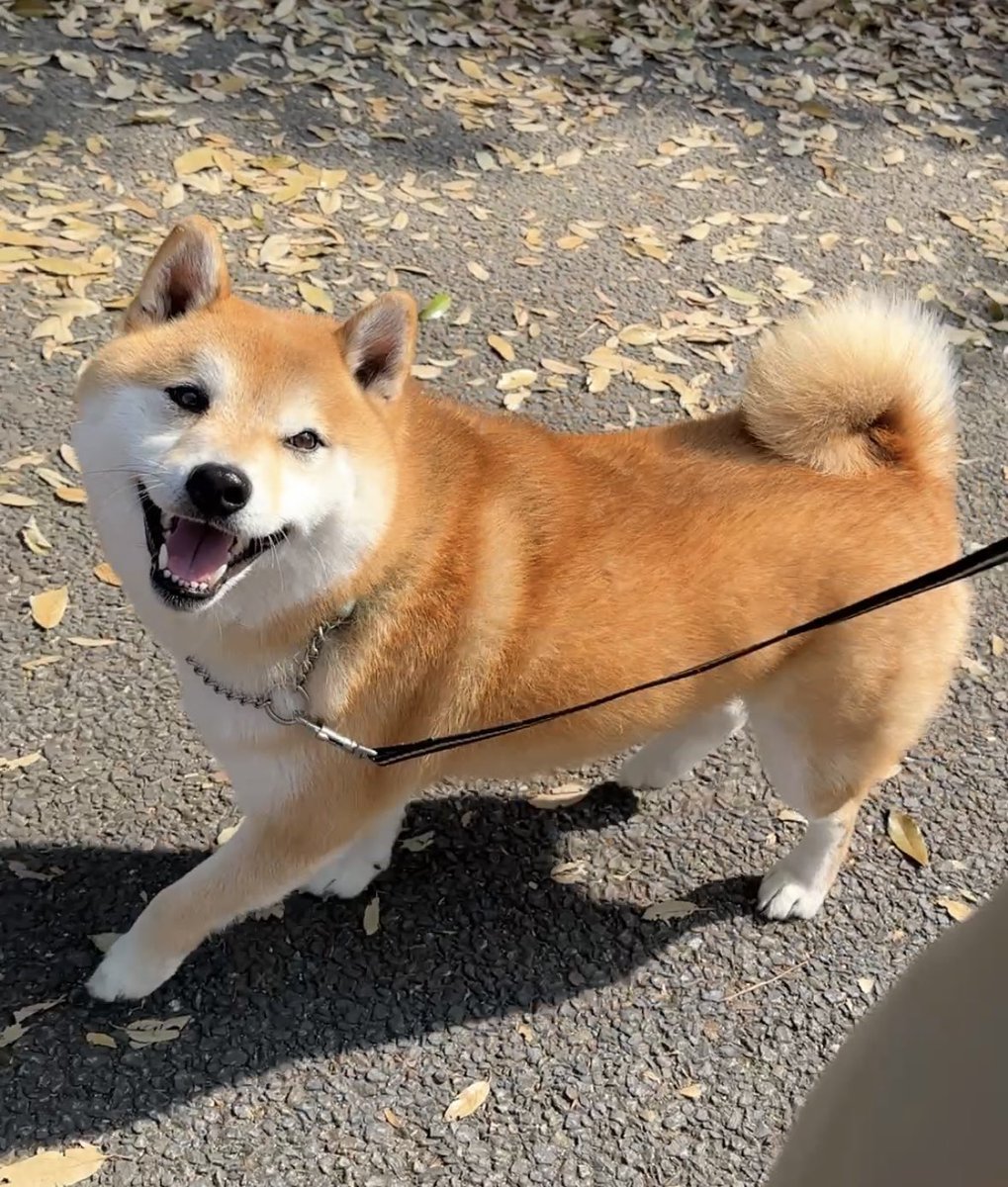 豆柴のそらまめ隊長 tweet media