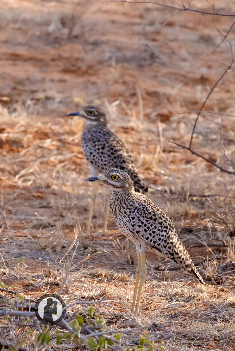 Birdwatching with Marto Wanjohi tweet media