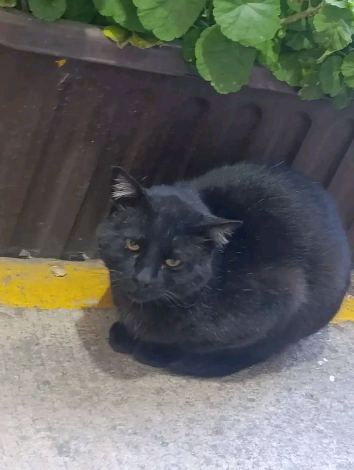 Anonymous Hispano tweet media