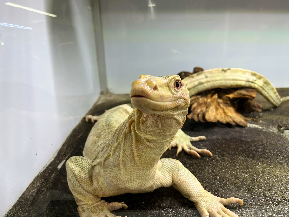 深谷爬虫類館 tweet media