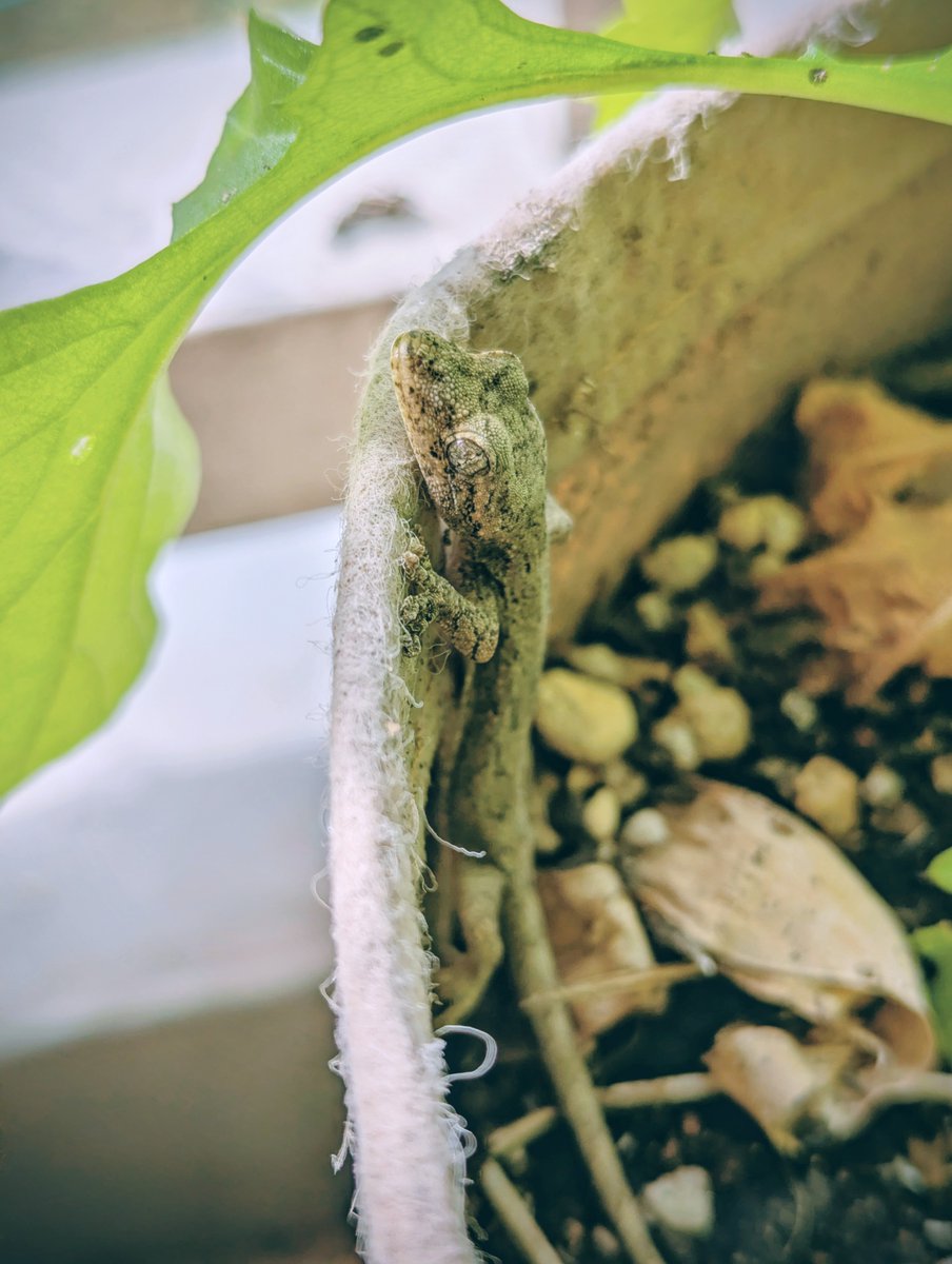 co_hamadera(小浜寺) tweet media