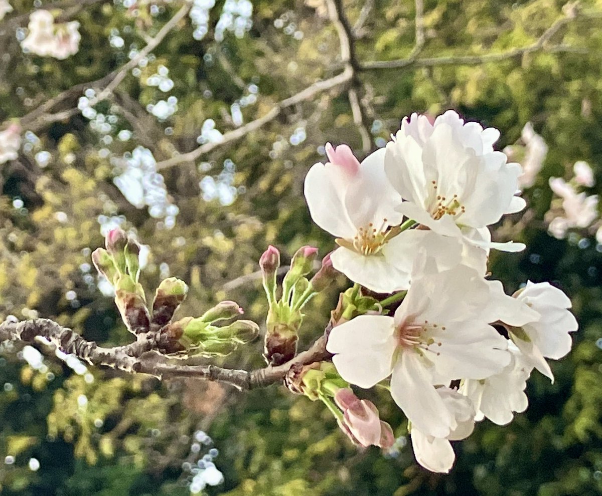 “little shop”福士@ 個展終了ありがとうございリス🐿️ tweet media