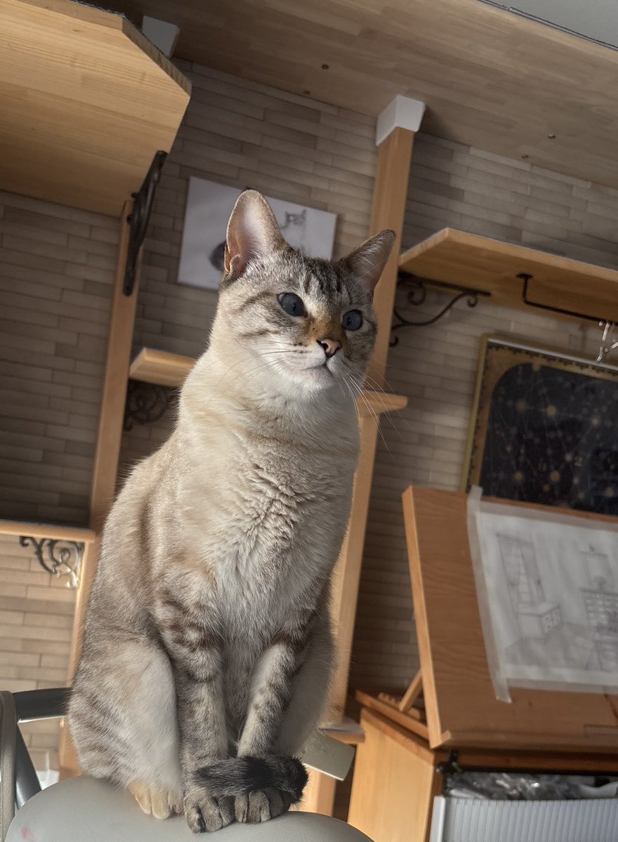 しろろ🐕NO WAR🐈⬛ tweet media