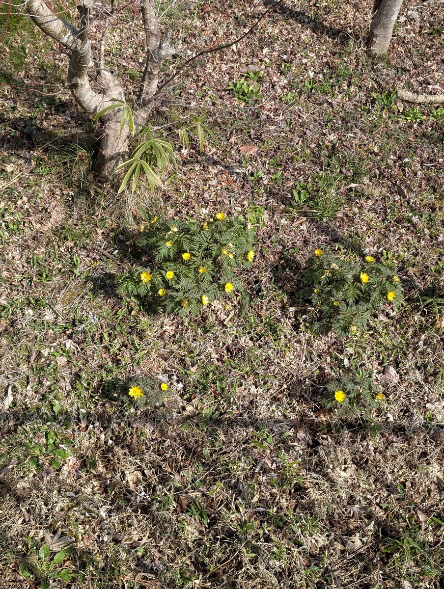 気温12℃湿度60%。
晴れです。
いい天気でフクジュソウも咲き、外では鳥の鳴き声が響き渡っています。