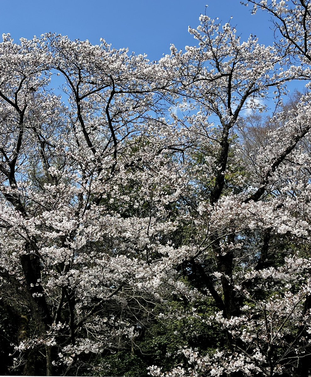 japantotheworld.com tweet media