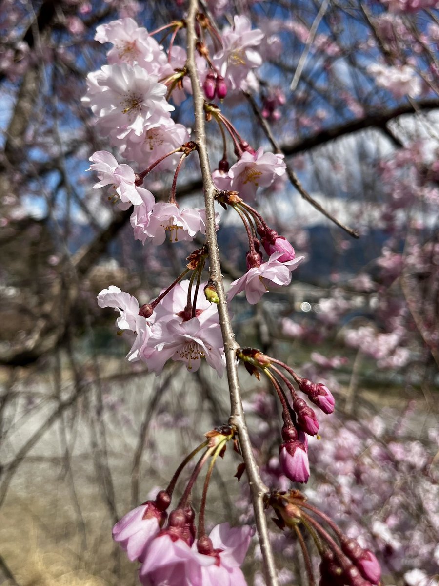 japantotheworld.com tweet media