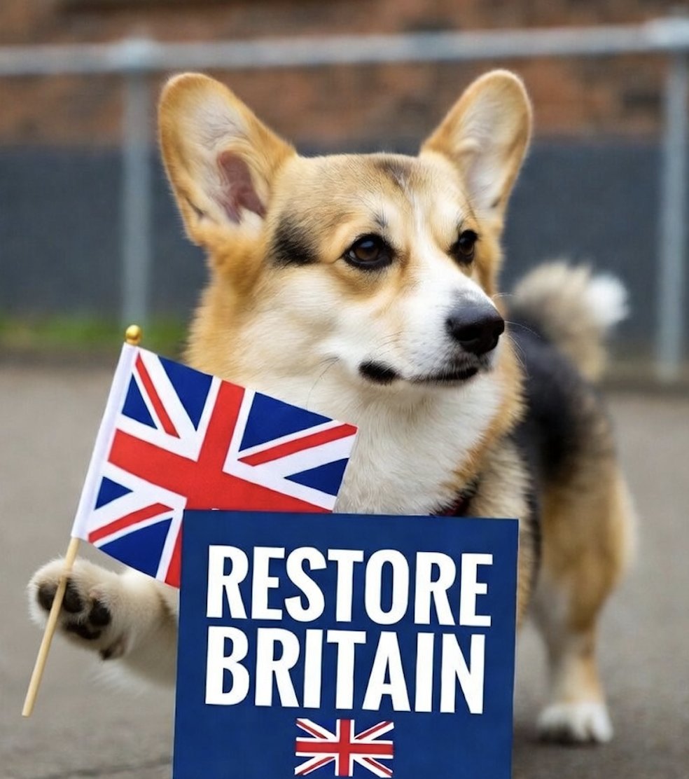 clovosaurus's tweet photo. I don't want to be under Islamic rule when that is not what Britain's ever been about. This threat to women, girls, men, boys, is absolutely terrifying and we need to stop it. Now.

Cute corgi agrees (remember, they hate dogs)

https://t.co/UcjnQ5C9A2 

#RestoreBritain https://t.co/B5rxNtKii1