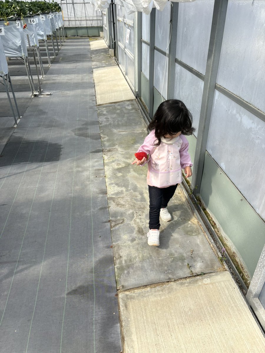 laugh_latte's tweet photo. このあと、持ってるいちごどうなったと思う？

3口くらいかじって「おいしーい！」って言いながら私にくれた🫠
いらないって、ことなのね😂😂 https://t.co/YksCsA0trz