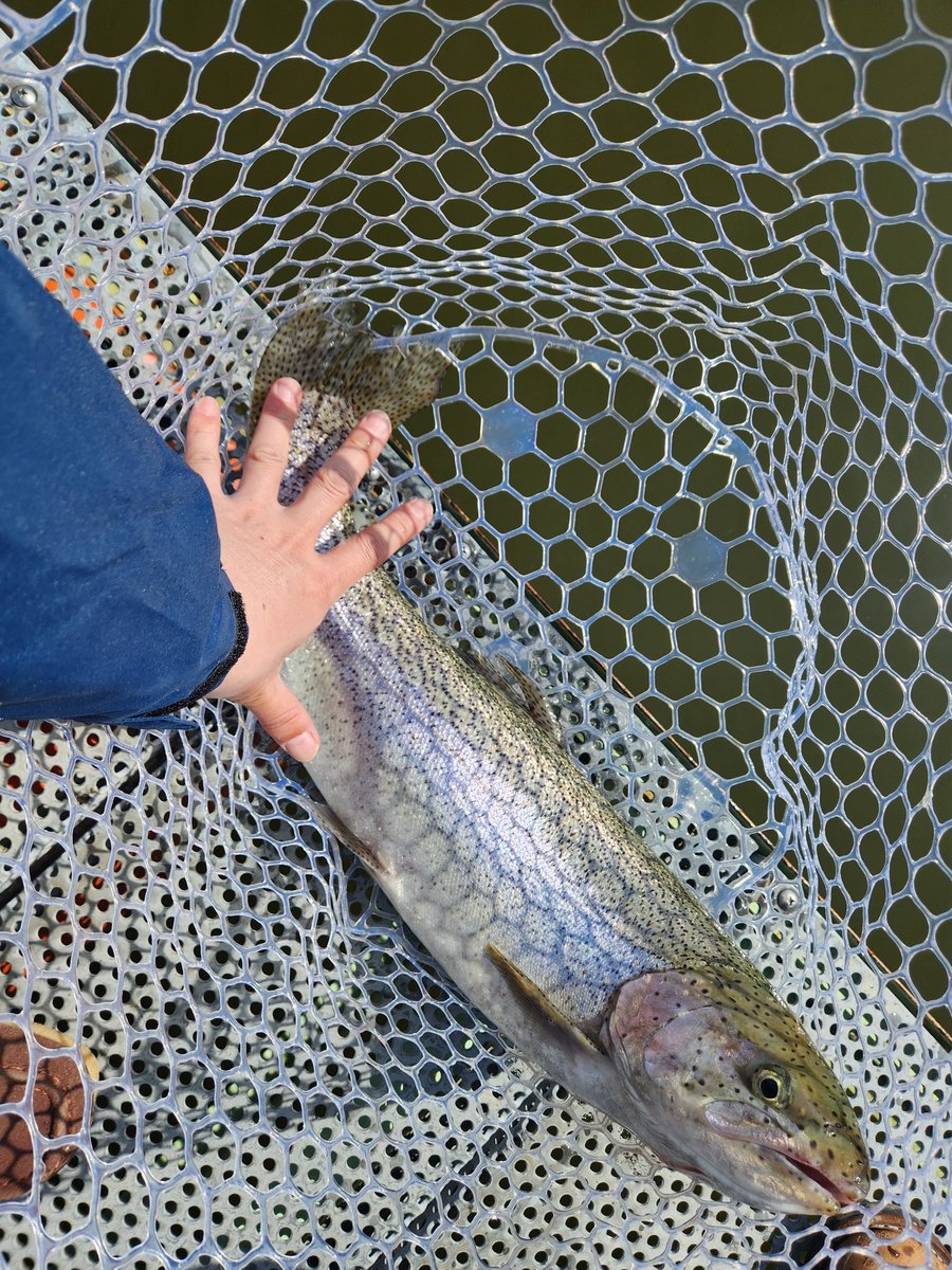 とある管釣りで桃川ニジマスちゃんステッカー発見！マスちゃんの加護を勝手に受けてデカマス釣れた🎣