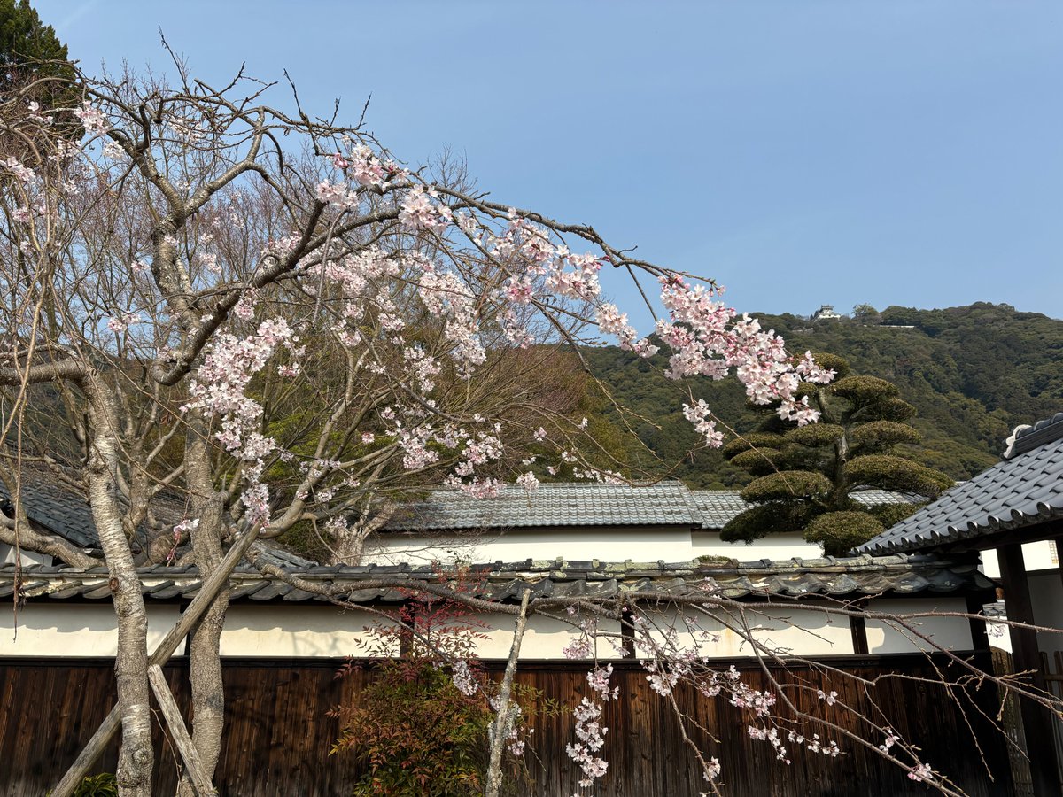kikkawa_hm's tweet photo. 本日の桜開花状況です。
当館の枝垂桜は昨年剪定したため、花の数は少ないですが綺麗に咲いております。
錦帯橋周辺ではどんどん開花がすすんでおりますが、当館周辺ではもう少しの様です。
お花見と一緒に当館へのご来館もお待ちしております。 https://t.co/a8F96xjMvS