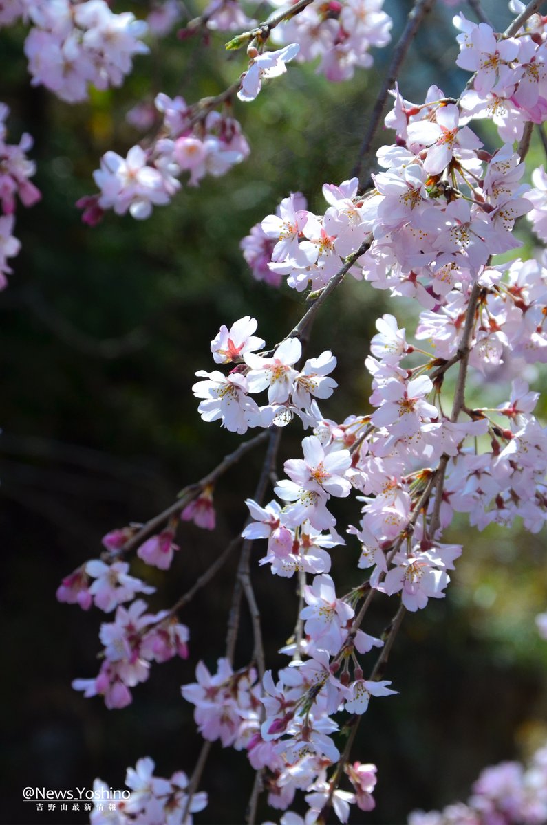 吉野山最新情報 tweet media