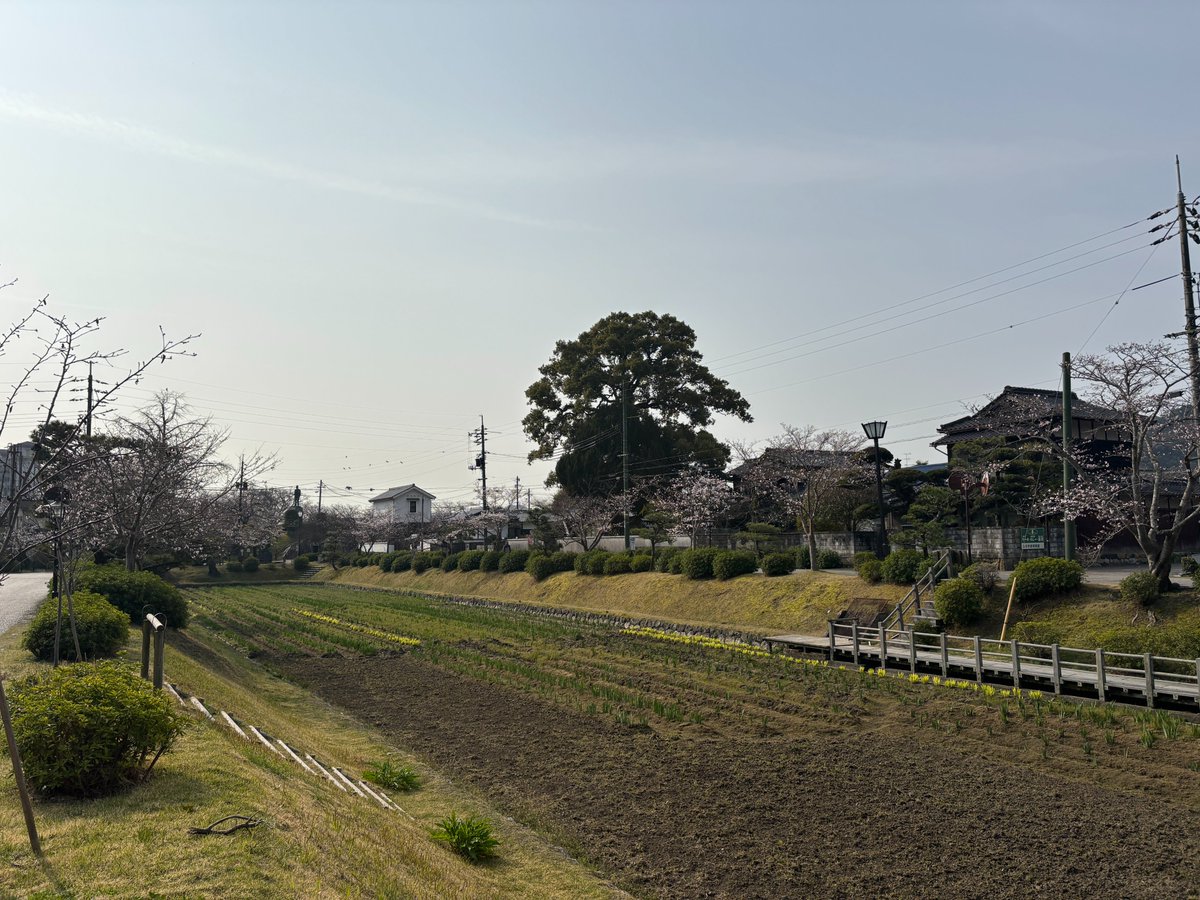 kikkawa_hm's tweet photo. 本日の桜開花状況です。
当館の枝垂桜は昨年剪定したため、花の数は少ないですが綺麗に咲いております。
錦帯橋周辺ではどんどん開花がすすんでおりますが、当館周辺ではもう少しの様です。
お花見と一緒に当館へのご来館もお待ちしております。 https://t.co/a8F96xjMvS