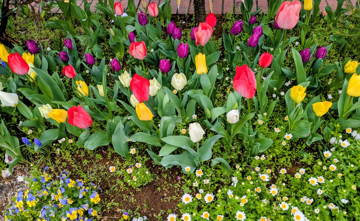 CONNECTkawasaki's tweet photo. 本日もCONNECT川崎開所しています♪
通勤中の癒しの一コマです🌷
#就労移行支援事業所　#春満開　#チューリップ https://t.co/OQ4G3nZrFH