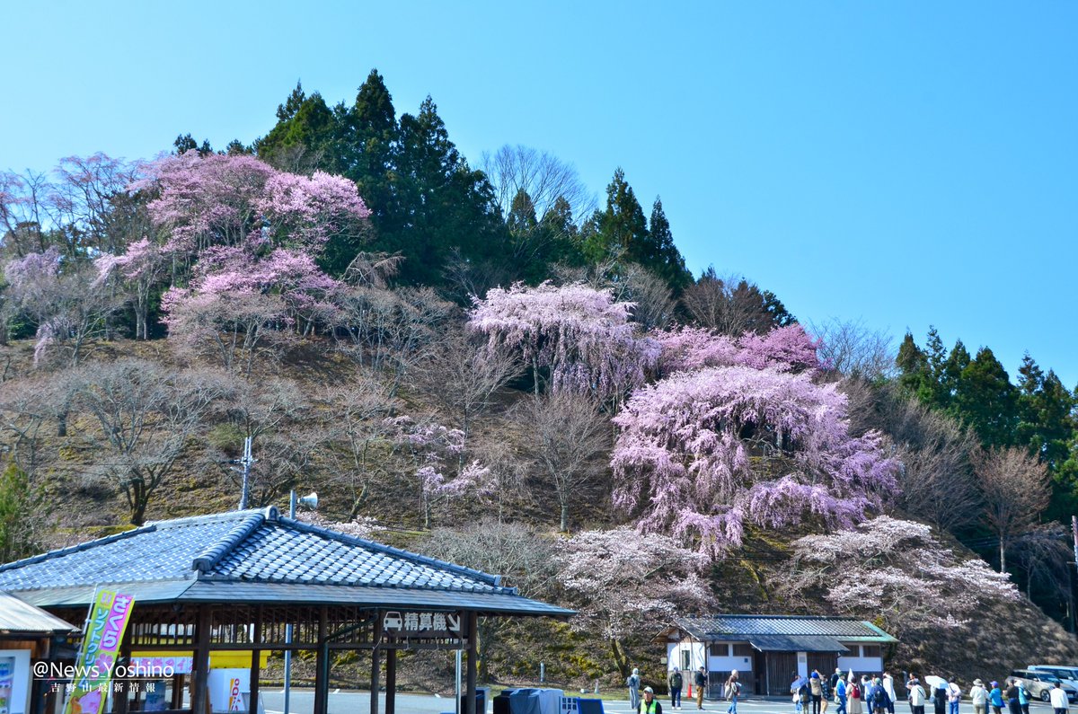 吉野山最新情報 tweet media