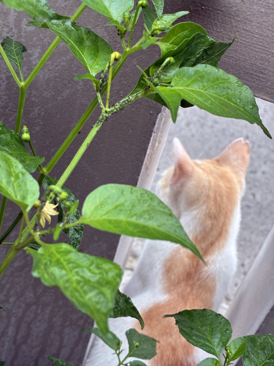 NutaniMan tweet media