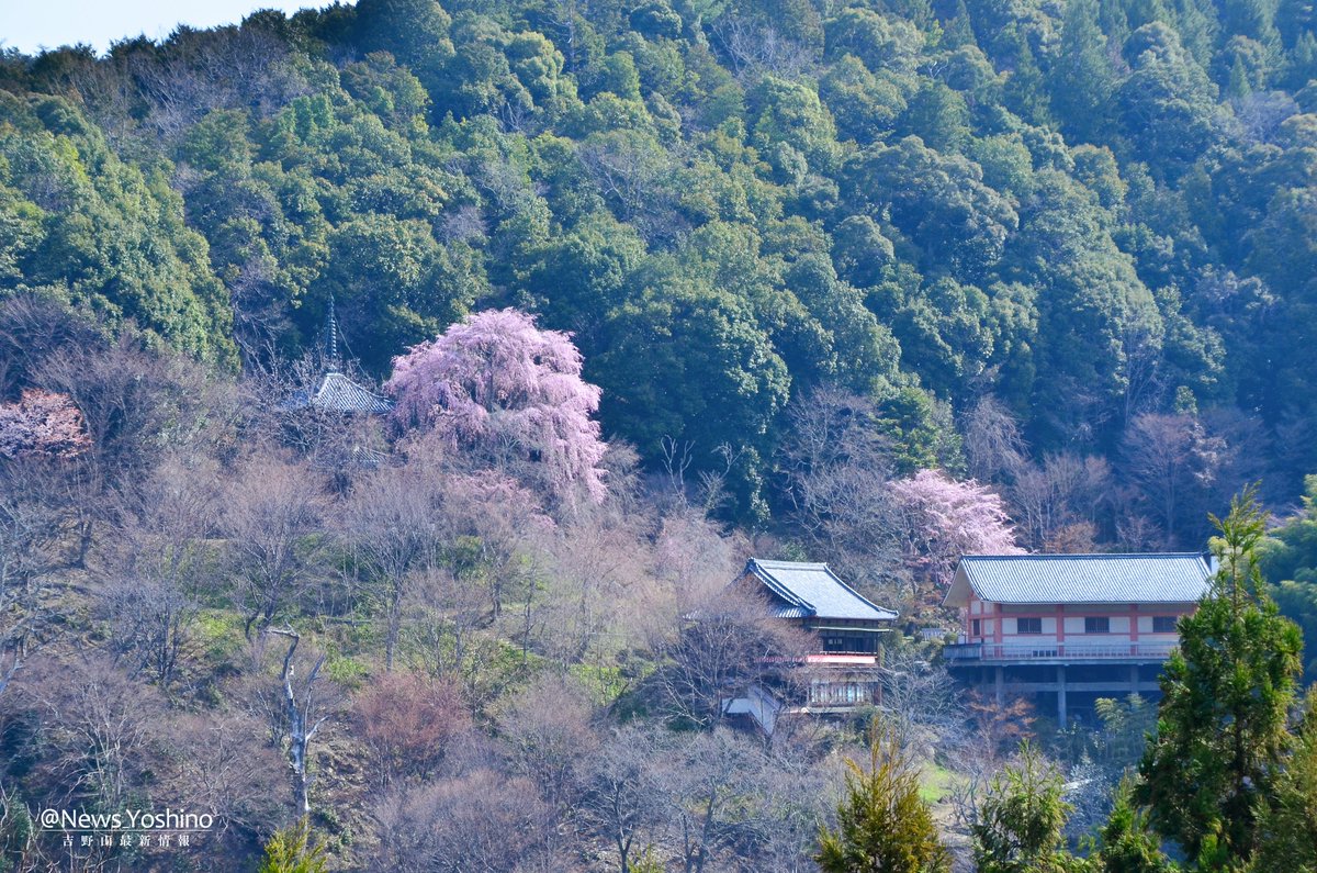 吉野山最新情報 tweet media