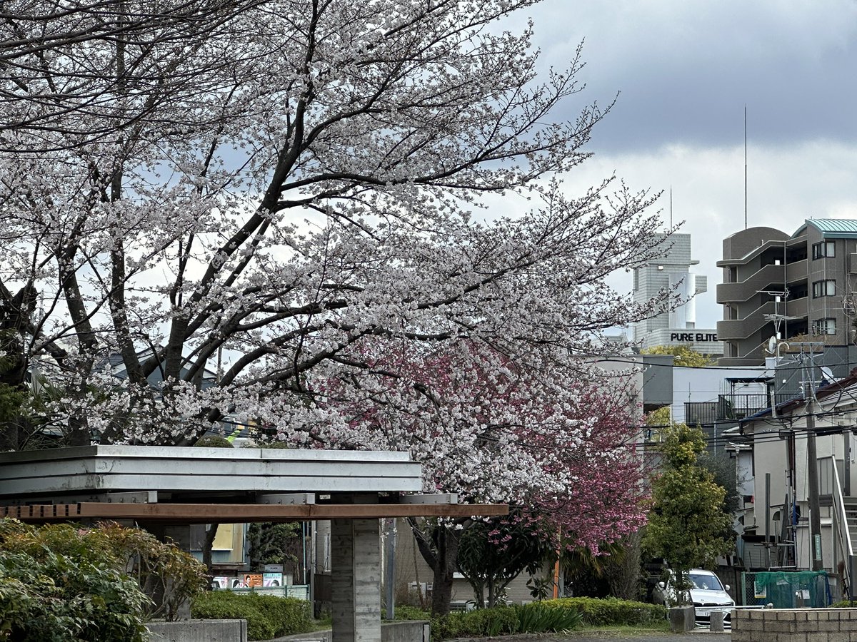 VL umaru+ tweet media