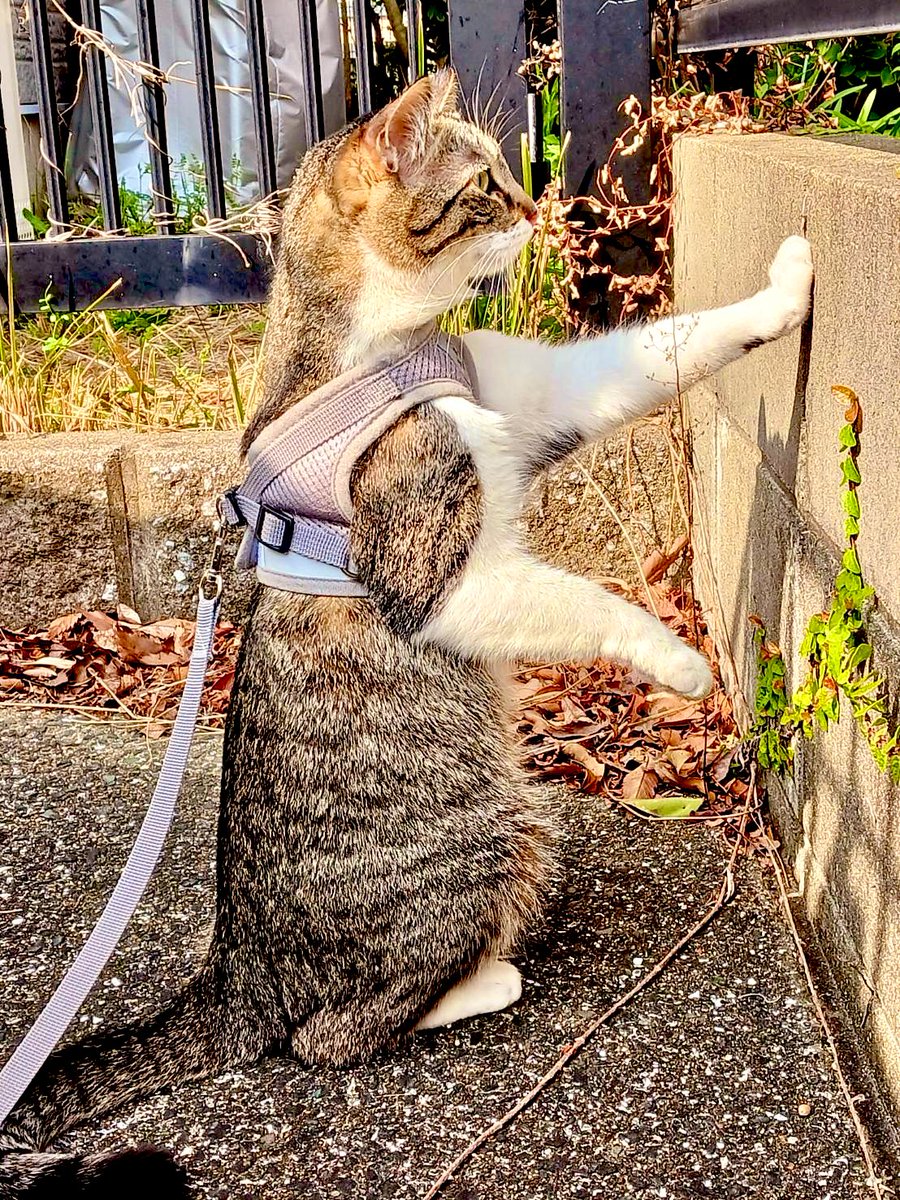 jf6jeu's tweet photo. 🌸春日和
         敷地内での
               ネコ散歩🐱 https://t.co/EdWU4gdYsv