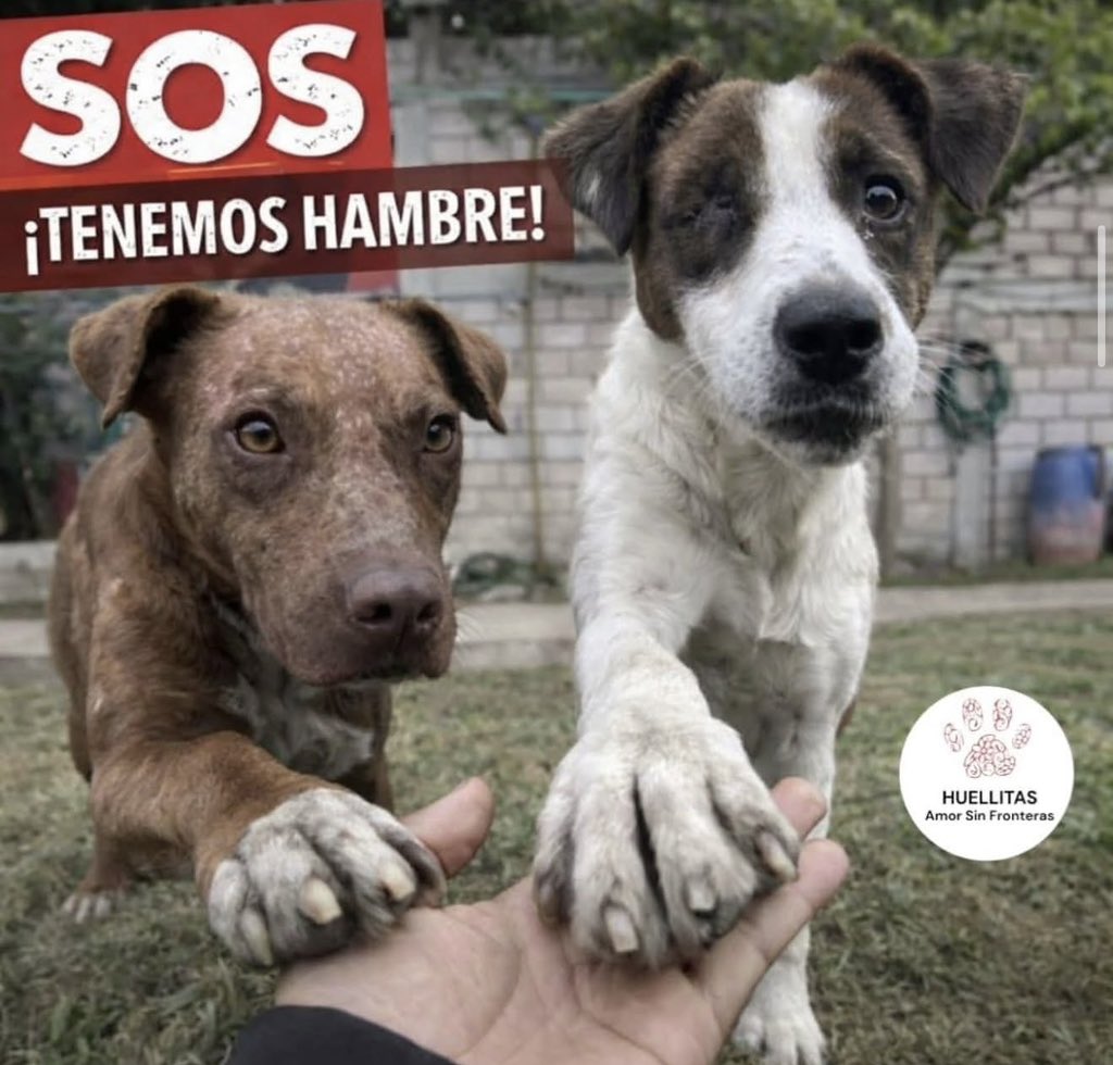 HASF_AnaSDiaz's tweet photo. Así, sin adornos.
Pues no hay forma bonita de decirlo…

Hoy en Huellitas…
no hay croquetas. 💔

Más de 300 perritos dependen de nosotros
y hoy…
no tenemos con qué llenar sus platos. 🥺

No llegó el alimento.
No hay pollo.
No hay arroz.

Y ellos…
ya están esperando. 🐾

Nos siguen con la mirada…
se acercan…
se sientan…
Porque confían.
Porque creen que vamos a cumplirles.
Pero hoy…
no tenemos cómo.

Esto no puede esperar a mañana.
Esto no puede “irse juntando poco a poco”.
Hoy comen… o no comen. ⚠️

🐾 NECESITAMOS AYUDA URGENTE HOY MISMO
Banorte: 072180011828376620
Banco Azteca: 4027 6600 2845 3837
Bancomer: 4152 3138 1055 2732
Coppel (OXXO): 4169 1614 6125 2255
PayPal: https://t.co/ZRtji14ikC

Si estás viendo esto…
haz algo.
Aunque sea poquito.
Aunque sea compartir.
Porque cuando tú actúas…
un plato sí se llena. 🐾💔

También puedes enviar alimento por la wish list vamos a dejar el link en comentarios y en las historias. 

Nuestros modelos son Mateo rescatado en 2019 y Eloisa rescatada en 2021
Ambos tienen mucho tiempo aquí con nosotros y son parte de "los inadoptables" ya que han sufrido tanto que son super ariscos con humanos que no conocen. Te dejo en historias foto de como se rescataron, para que veas que son reales, que ellos existen y te necesitan

Pero eso no significa que no merezcan una oportunidad. 

Por piedad NO NOS ABANDONES!!!!

Ayuda!!!