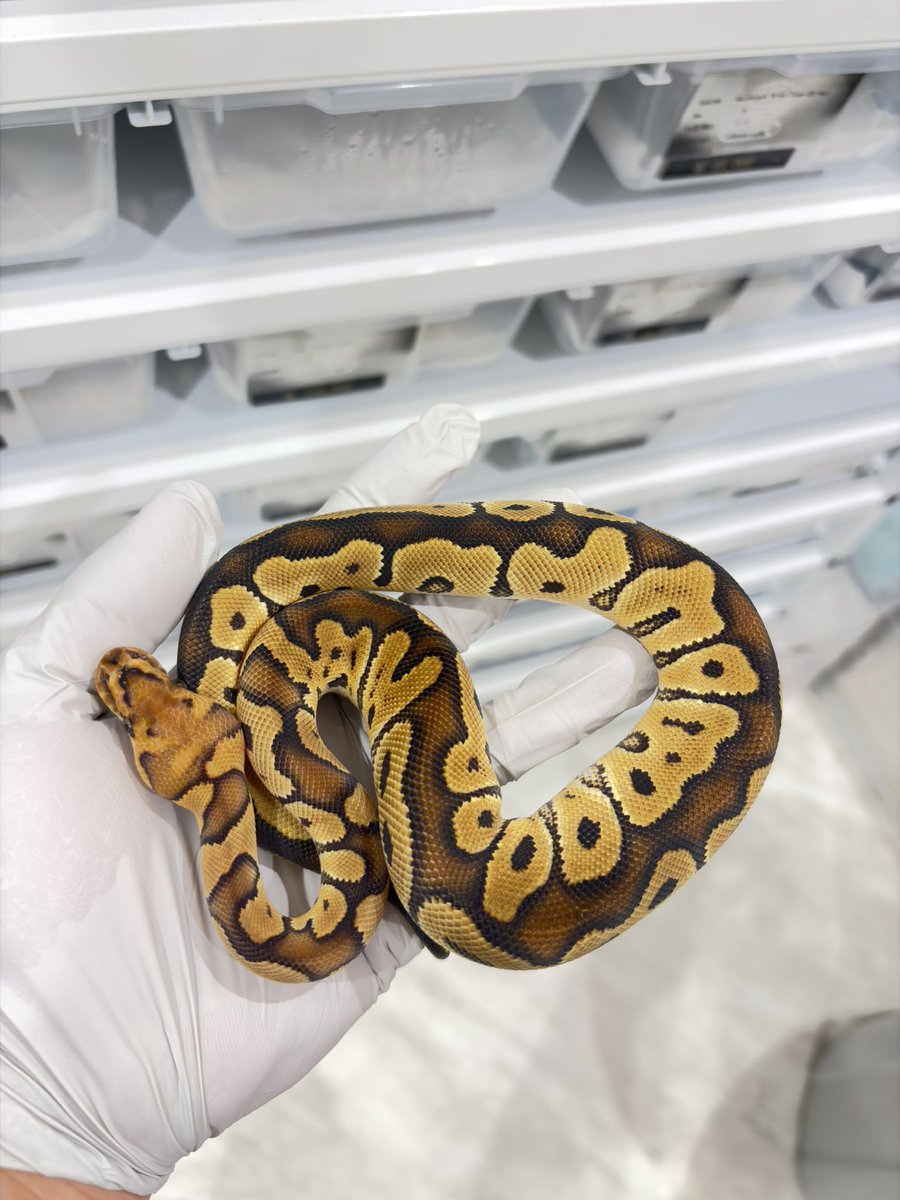 810lasucivia tweet media